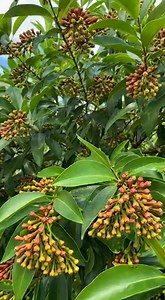 Machen Sie es zu Hause: Sie bekommen eine Pflanze, die Ihr Zuhause Tag und Nacht beduftet | Rezepte und Tipps