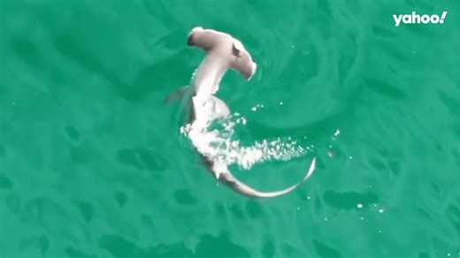 Moment rare scalloped hammerhead shark caught hunting off popular Aussie island