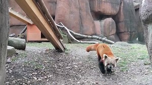 What does the firefox say? Sampson's adorable squeaks, also called twitters, are a common way red pandas communicate with a potential mate. 😻 *Sound on* Happy International Red Panda Day! | Indianapolis Zoo