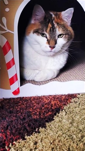Brothers are SO annoying 😾😹🐈🐈