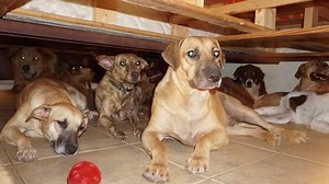 Bahamian woman homes 97 dogs to save them from Dorian