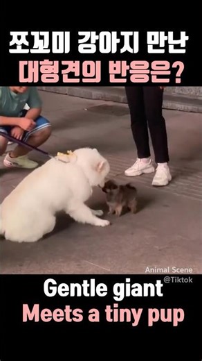 Big dog's reaction to meeting a tiny puppy... Are you a doll? 🐶🐣