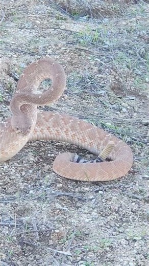 Red diamond rattlesnake #rattlesnakes ♦️