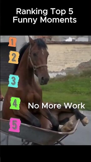 Funny Animal Videos😂😂 #funnyanimals #funny #shots #videos #shorts #animals #cat #monkey #funnyshorts
