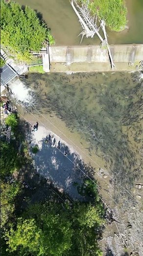 Salmon Run 2025(Fish Ladder) - Bowmanville, Ontario, Canada #salmon #fishing #fish #flyfishing