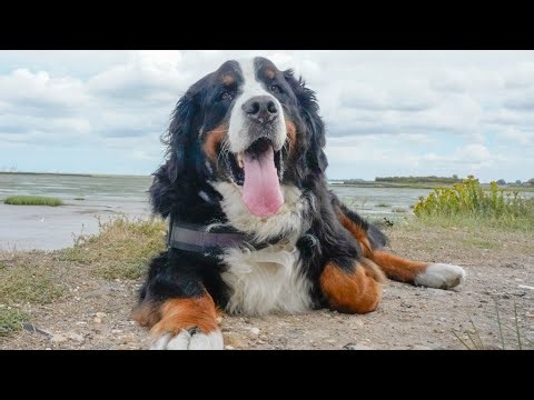 Bernese Mountain Dog at Home vs Outside
