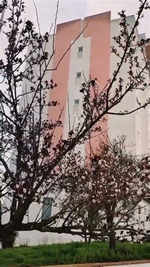 fall in love with this amazing floral beauty of Portugal #flowers #nature#shortsfeed #ytshorts