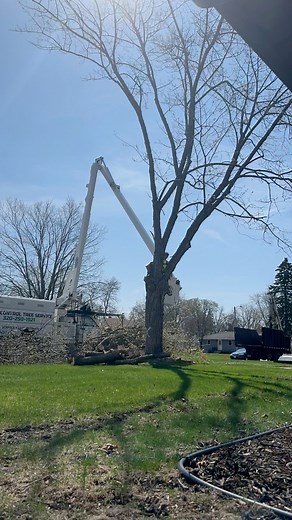 65K views · 1.1K reactions | Full tree removal 漢 Watch till the end to see the final result! ✨ #TreeRemoval #humpdaywednesday #arborist #stumpgrinding | Total Control Tree Service | Facebook