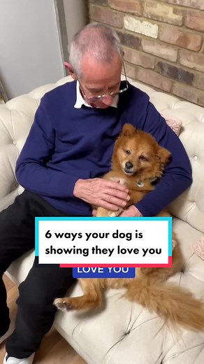 6 Incredible Ways Your Dog Shows Love