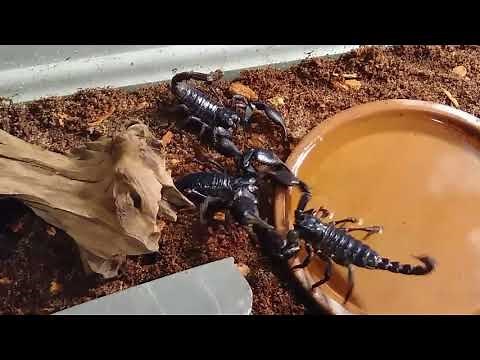 Asian forest scorpion breeding