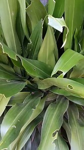 Voilà l'un des astuces miraculeux #sagesse #cotedivoire #Cameroun #canada_life #papeete #mali #visibilité #Gabon #dubai #viralvideos #Dakar #Martinique #IndépendanceFinancière #BurkinaFaso #jeunesse #italia #vendeuse #DEBLOCAGE #Douala #mayotte #purificación #retouraffectifeficace #voyanceenligne #retouraffectifgarantie #vue #vision #retour #NB LA NATURE SAUVE | La nature sauve