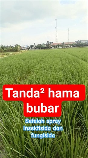 Kedatangan burung seriti , jadi ciri khas, hama bubar.