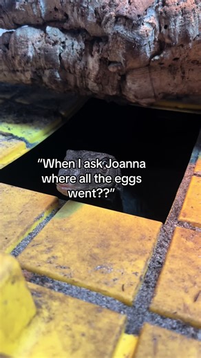 I’m sorry lol #fyp #foryou #lizard #reptile #asianwatermonitor