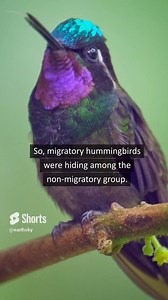 Giant hummingbirds with backpacks help discover a species! 🐦 🎒 A group of researchers studied the giant hummingbirds' migratory habits and used tiny backpacks with trackers to follow them. The tiny but mighty creatures made it to the super high and cold Andes, just like professional mountaineers. Not only that, this study led to the discovery of a new species! Read more at earthsky.org/earth/giant-hummingbirds-help-discover-a-species/ | EarthSky