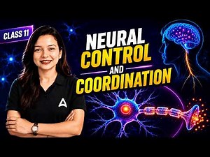 Neuron Structure & Types Explained | Synapse, Synaptic Cleft & Synaptic Knob | Class 11 Biology