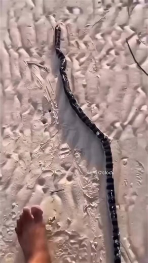 The aura🔥💿⚡️ Y2K vibes, 2003 core energy ⚡️💿 These Y2K Sports Sunnies are the ultimate dupe for high-end designer shades — giving you celebrity-off-duty, cyber-speed, main-character energy without the luxury price tag. 🏃‍♀️🚴‍♂️ 👓 Polarized lenses for glare-free vision ☀️ UV400 protection to keep your eyes safe 💎 Rimless & metal options, all dupe-friendly, all iconic 💻 Futuristic, lightweight fit that doesn’t slip — built for your active lifestyle Pull up like it’s 2003: sneakers on, shad