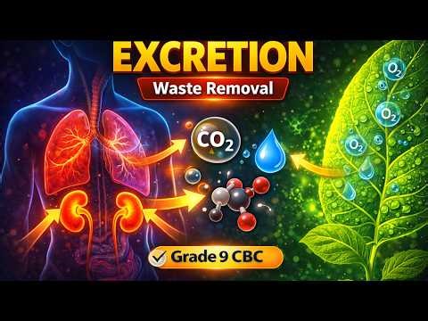 Excretion – Meaning and Importance | Grade 9 CBC Integrated Science-Lesson 17