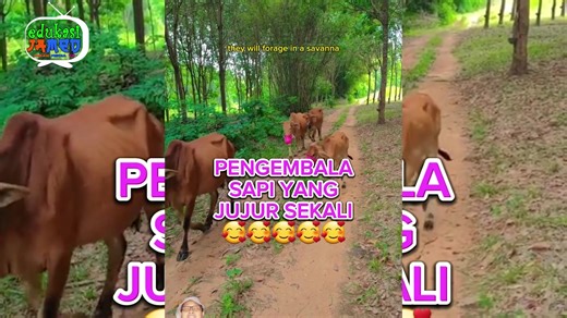 Jenis sapi terkecil di dunia (176) | JABAN MEDIA Edukasi | Facebook
