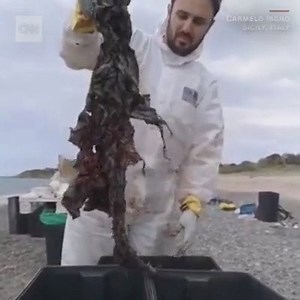 1K views · 12 reactions | There were "several kilograms worth of plastic" inside the sperm whale's stomach. The animal was found dead on an Italian beach last week. https://cnn.it/2M32FKI | CNN Weather | Facebook
