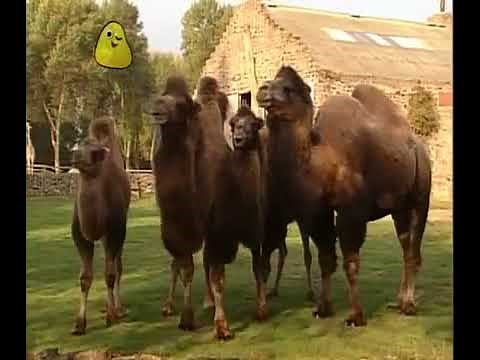 Come Outside: Series 3: Frogs