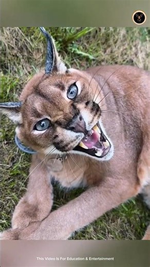 Caracal – The Deadly Mid-Air Hunter 🔥 #facts #animal #nature