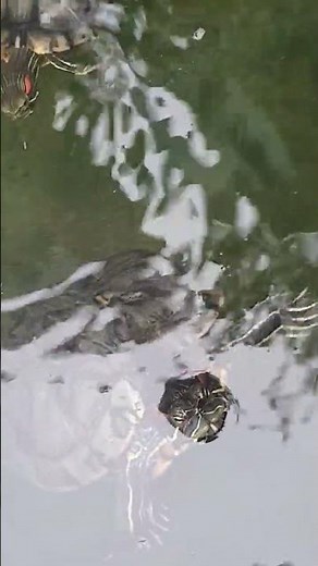 tortoise #shorts #reptiles #tortoise