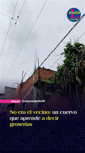 No era el vecino: un cuervo que aprende a decir groserías