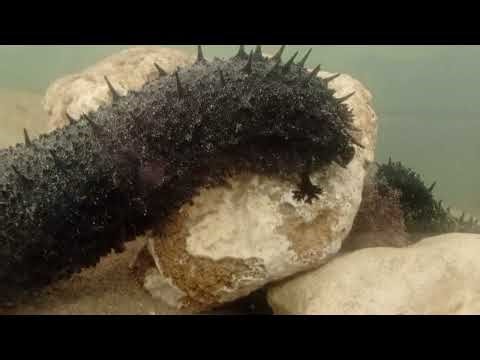 Movements and Behavior of Black Sea Cucumber in Aquarium ✔️