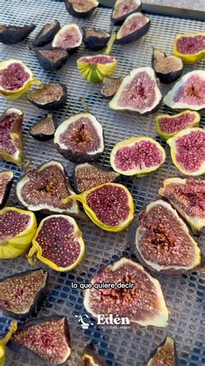 El higo es de esos frutales que sorprenden por lo fácil que es cultivarlo 😍🟣 En este video te enseño cómo sembrarlo en maceta, los cuidados clave y cómo lograr frutos dulces y abundantes. ¡Perfecto para terrazas y balcones! 🌱✨ #Higo #FrutalesEnCasa #HuertoUrbano | Edén Agricultura Urbana