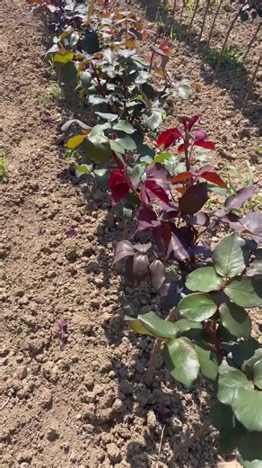 Pruning Roses: Care Tips for Healthy Blooms