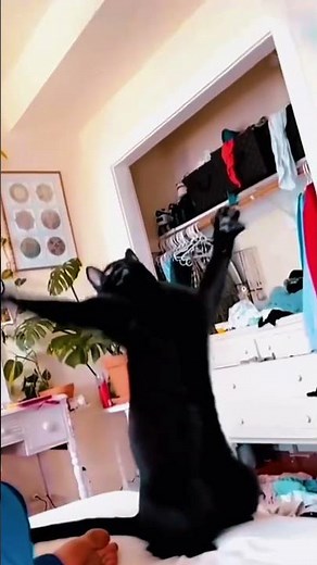 Crazy Cat Chaos! 🐱💥