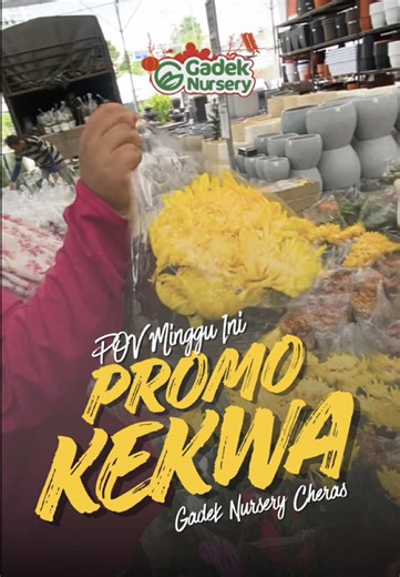 Restock Bunga Kekwa RM10 di Gadek Nursery Cheras