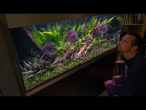 My Planted Discus Tank Story - 150 Day Update