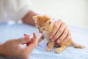 Can You Give Cats Amoxicillin? - Uses, Dosage and Side Effects