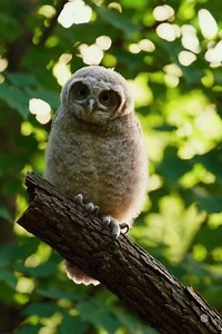 “Fluffy Baby Owl… Too Cute to Handle! 🦉💛 #shorts”