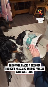 24K views · 77 reactions | Owner puts a box over dogs head, dog freezes and gives crazy eyes! | The Macaw | Facebook