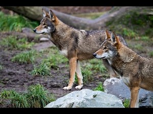 "Red Wolf: The Rarest Canine in America"