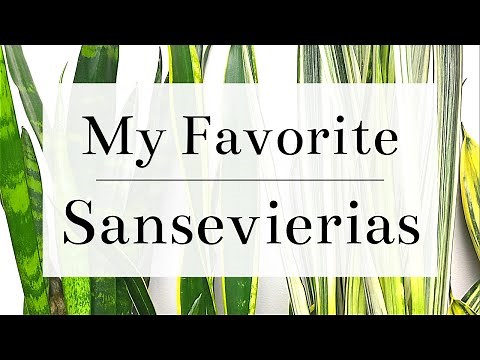 My Favorite Sansevierias (Snake Plants)