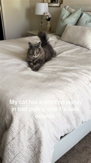 No Laziness Allowed: My Cat's Strict House Rules