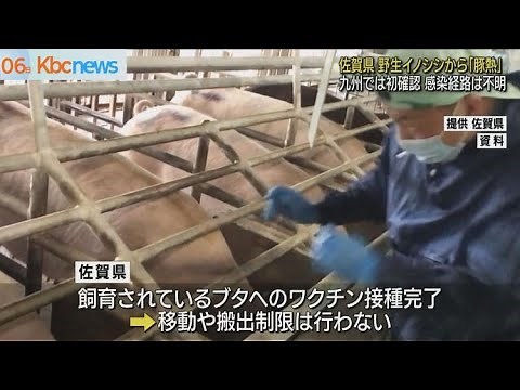 佐賀県で野生イノシシから豚熱確認 九州で初めて
