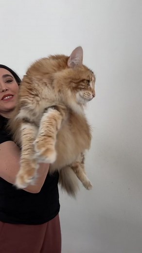 Gato Bosque de Noruega color ambar, el papa de Mishkats Iolé. Un gato enorme, cariñoso, peludo y con mágico color #kitten #purebred #norwegianforestcat #bosquedenoruega #fluffy #mishkats