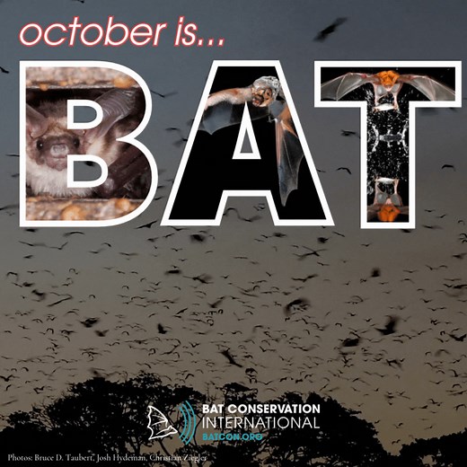 Celebrate Bat Appreciation Month with us! From fun activities to spooky facts, you'll discover how bats make the world a better place—and how you can help protect them! 🦇🎃 | Bat Conservation International