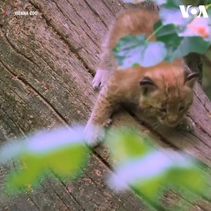 25K views · 235 reactions | Vienna Zoo has announced the birth of two...