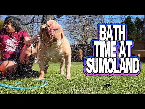 Bath Time At Sumo Land | Simple Tips To Wash Your Dog
