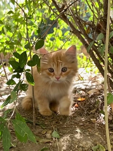 Adorable Kittens Compilation - Cute Cat Edits