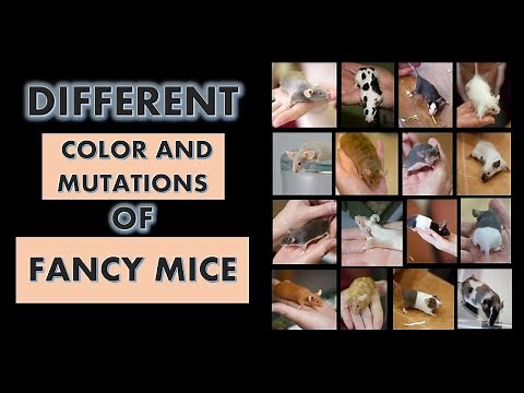 Different Colors and Mutations of Fancy Mice l Fancy Mice Colors l Types of Fancy Mice
