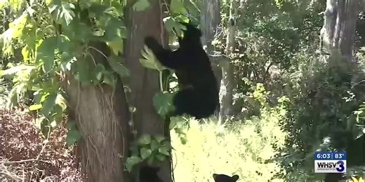 Virginia DWR makes adjustments to hunting regulations for bears (6 p.m.)