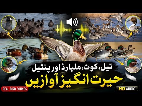 Mix Teal, Coot, Mallard & Pintail Duck hunting Sounds | Real Bird Calls HD