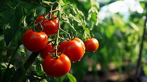 Paso a paso: cómo cultivar tomates en casa y que maduren en poco tiempo