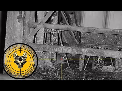 Nighttime RAT HUNT with Thermal Scope – Insane Results! | Farm Rat Shooting | The Rat Slayer